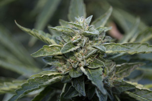 Top of Marijuana Plant