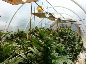 Marijuana Green house