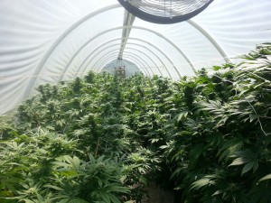 Marijuana Growing in Green House