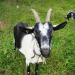 Goats in grass field