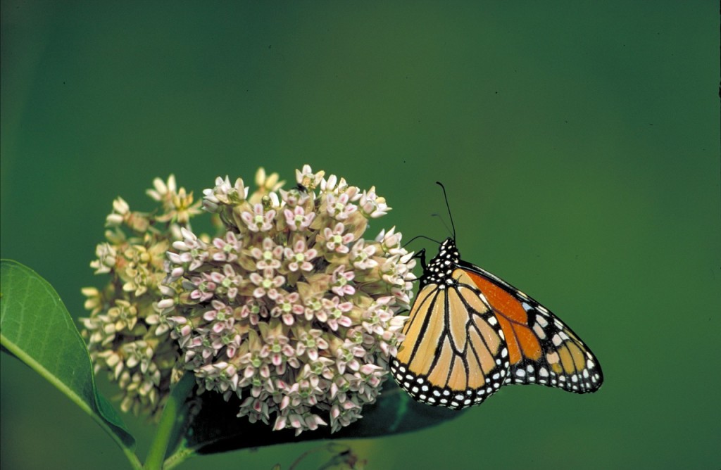 Monarch Butterfly and Milkweed