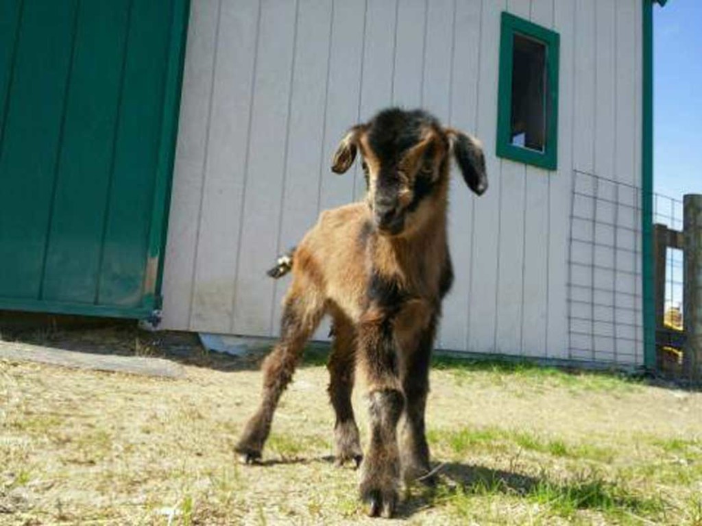 Baby San Clemente Island goat at Unity College