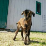 Baby San Clemente Island goat at Unity College