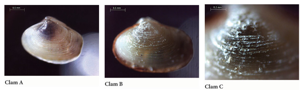 Clam A is a healthy example. Clam B has been heavily pitted thanks to poor water quality. Clam C shows the pitted areas in more detail. -Courtesy, Friends of Casco Bay