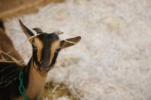 Baby San Clemente Island goat