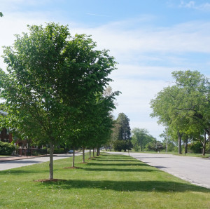 Trees along the Western Prom.