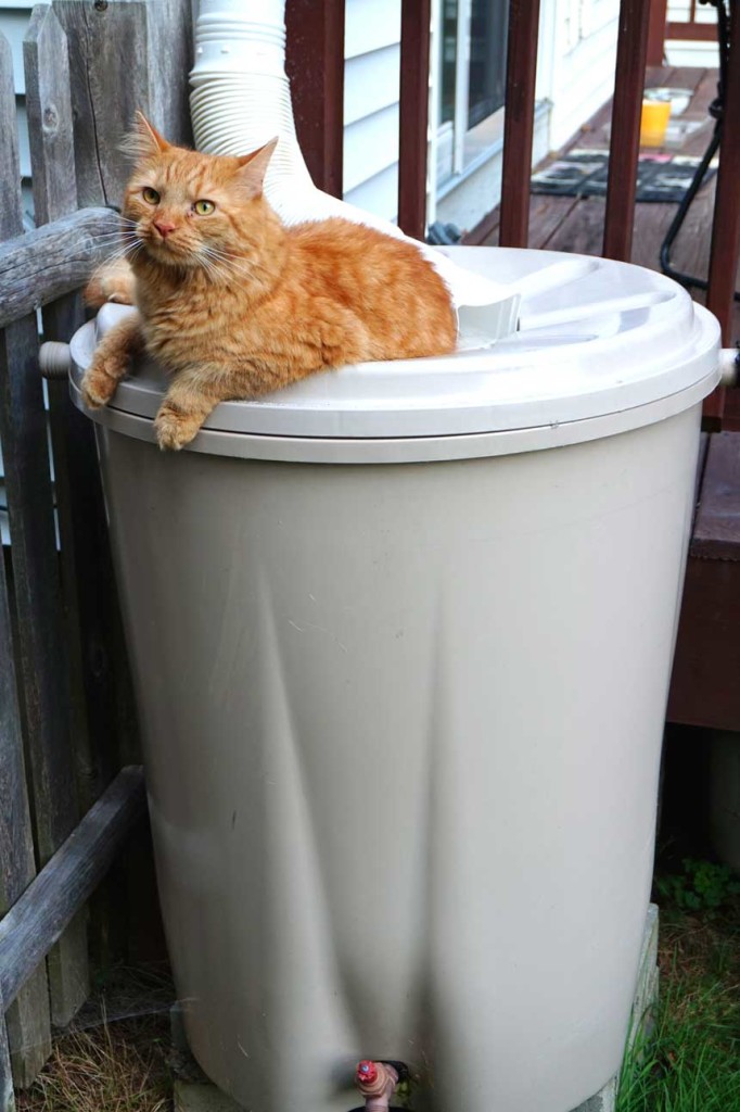 Cat perches on rain barrel.