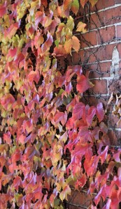 Fall foliage by Emilia Scheemaker. 