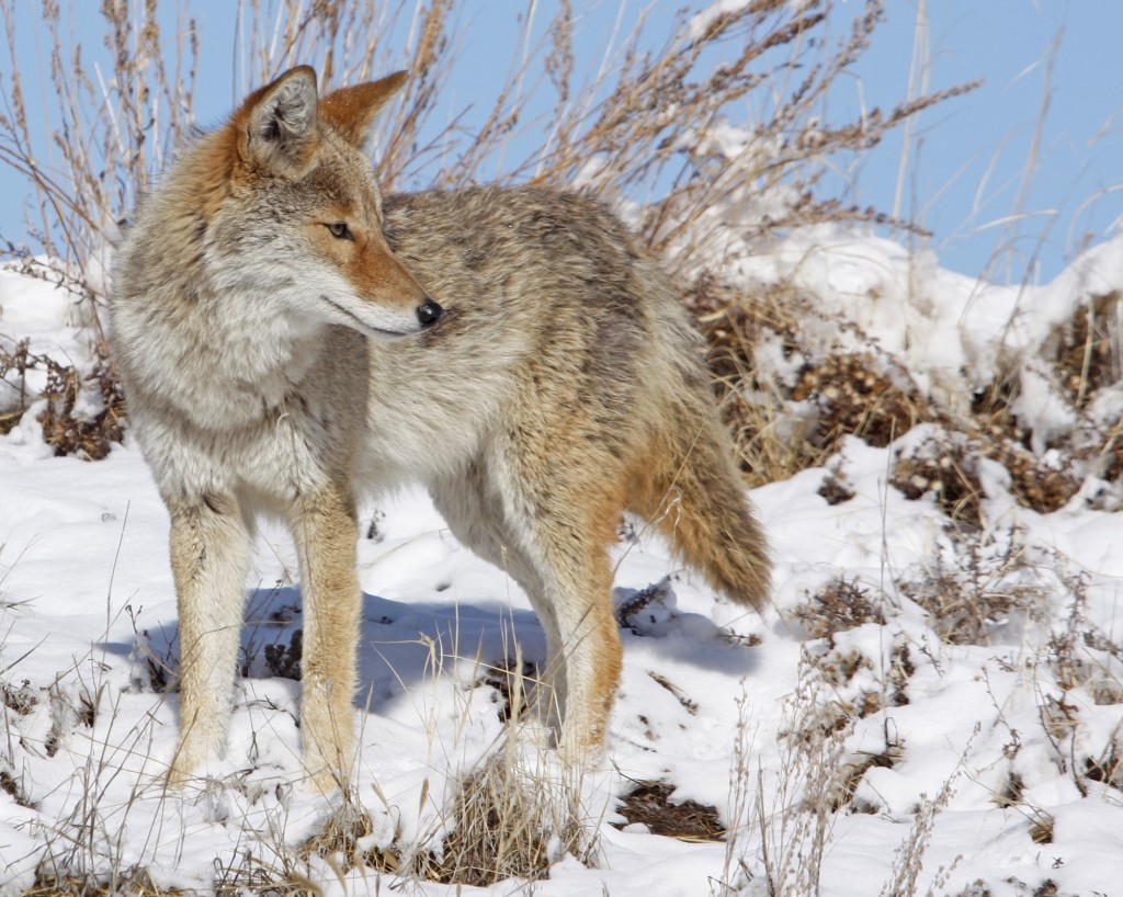 Coyote in snowy field.