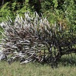 West End News: Porcupine sculpture