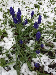 West End News: Flowers in Snow