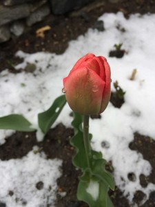 West End News: Flowers in Snow