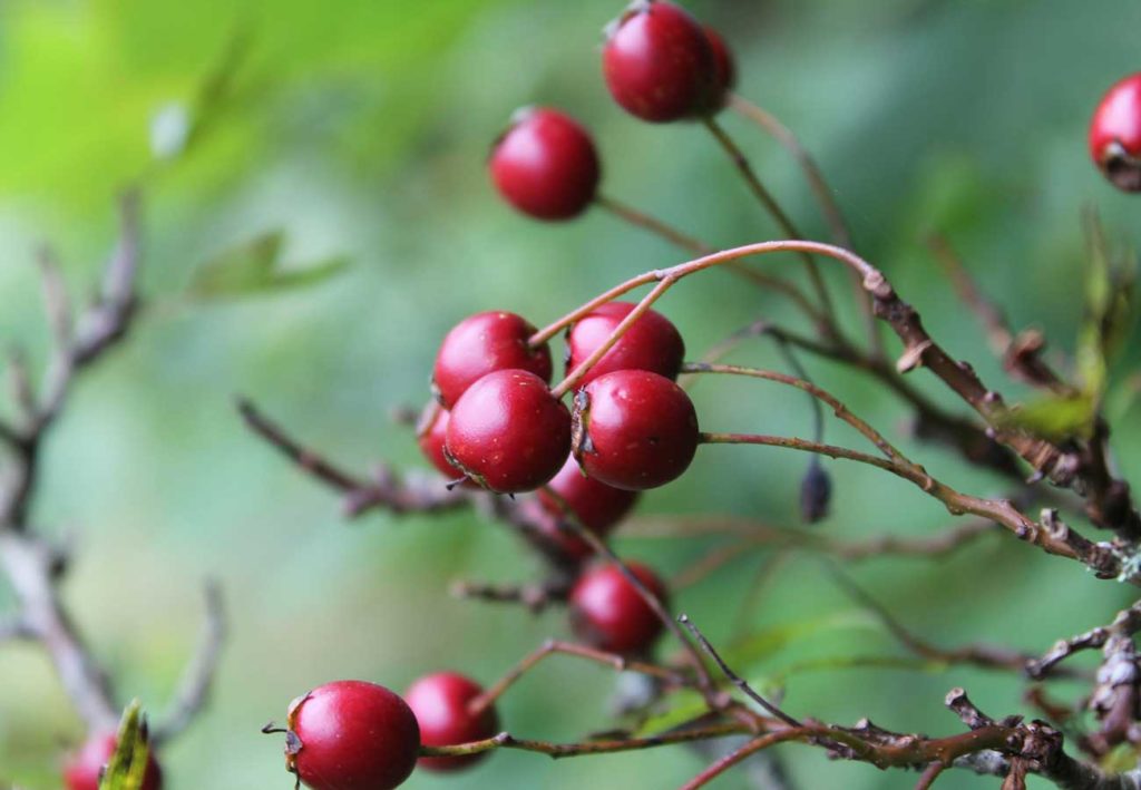 West End News: Healing Plants of Maine: Hawthorn berries