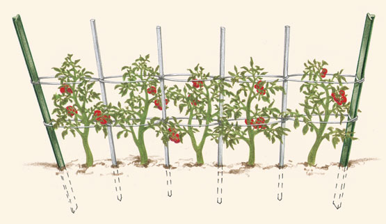 Tomato Trellising The West End News