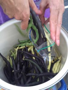 West End News: WENA garden harvest - beans