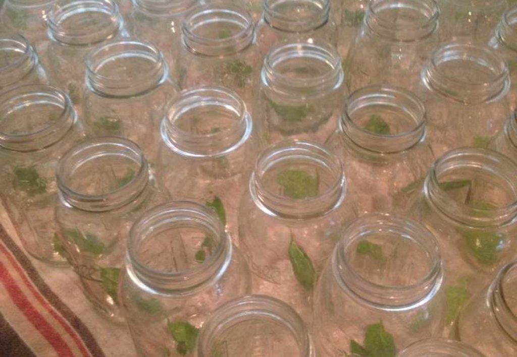 West End News - Tomato Weekend - Basil in jars