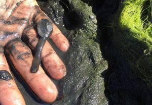 West End News - Algae blooms - dead clam close-up