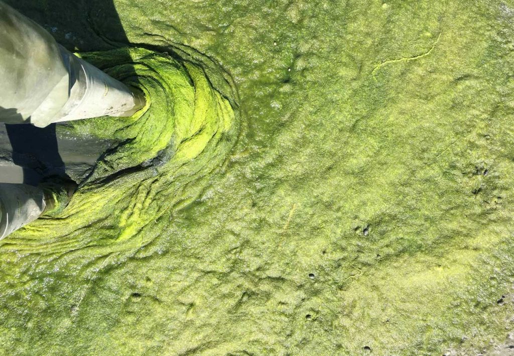 West End News - Algae blooms - Green slime at Mill Creek