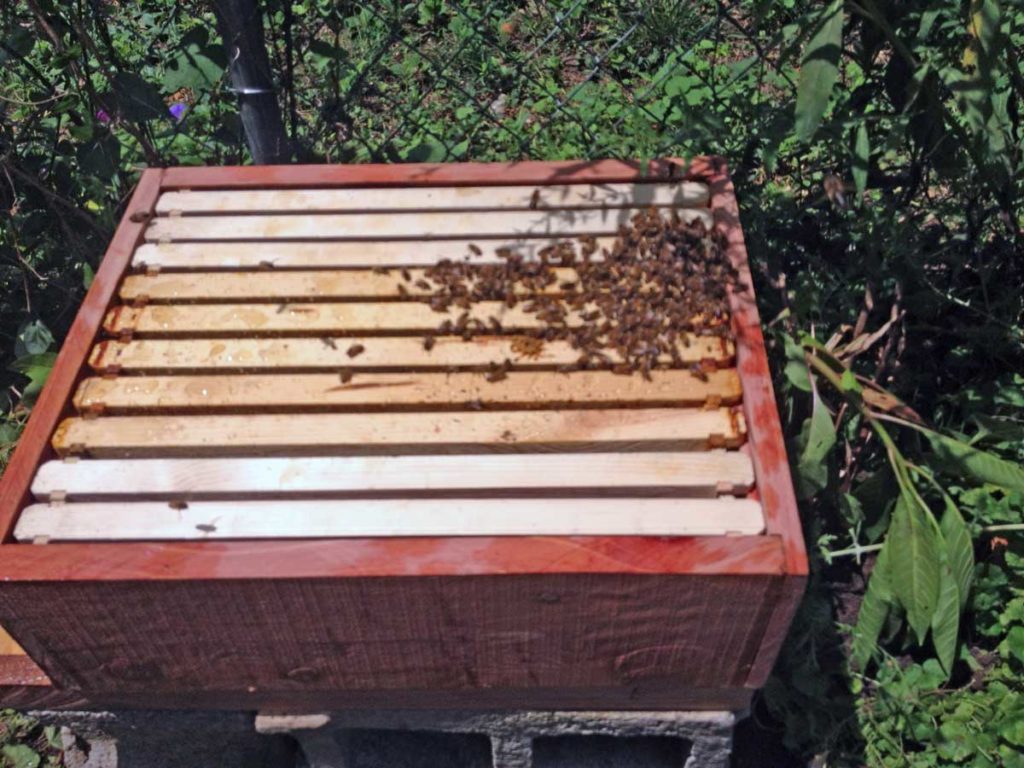 West End News - Animal Production - Langstroth beehive