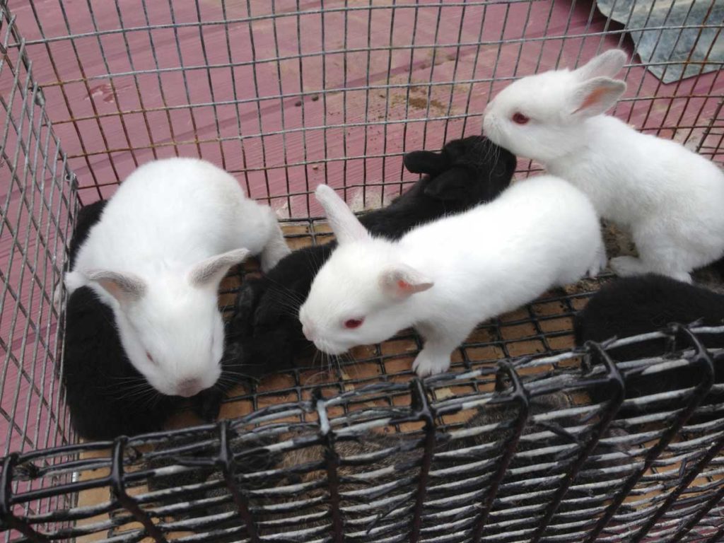 West End News - Animal Production - Bunnies