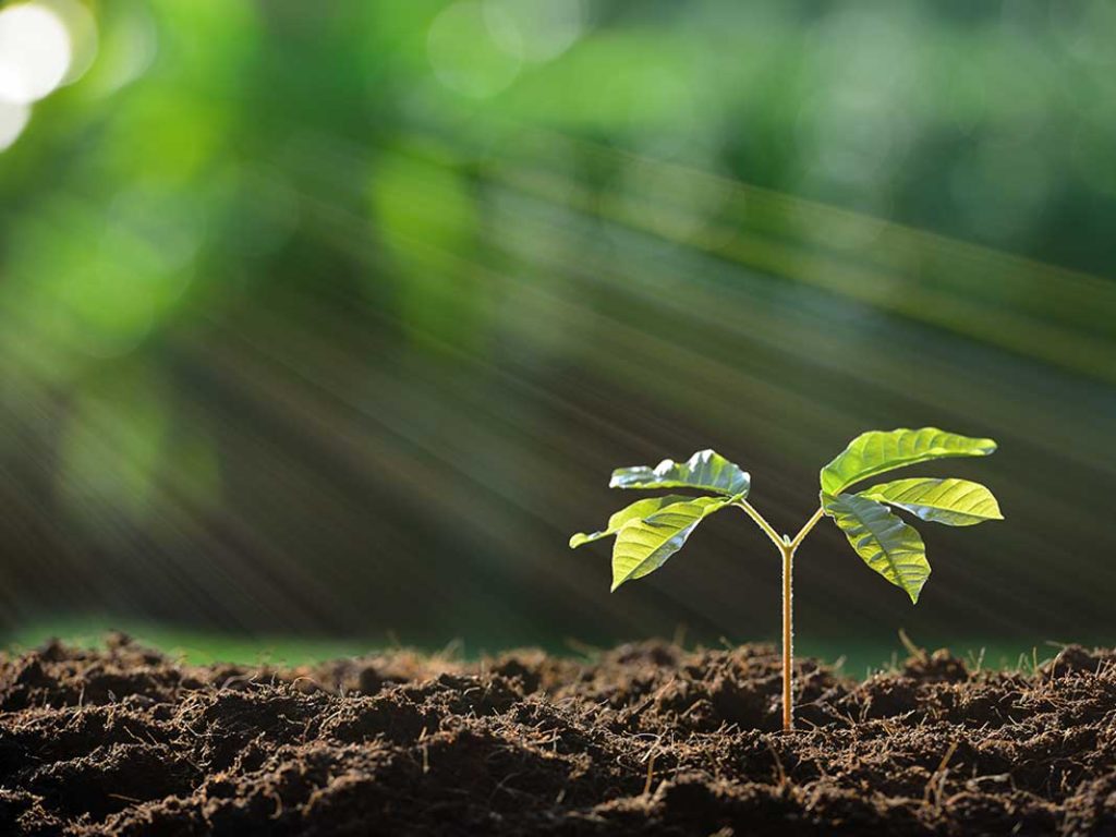 West End News - Early Stage Entrepreneurs Plant the Seeds for Success - seedling stock photo