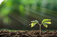 Early Stage Entrepreneurs - 4 Tips to Plant the Seeds for Success
