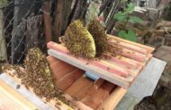 Beehives - Keeping Bees Part 2