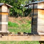 West End News - Warre beehives