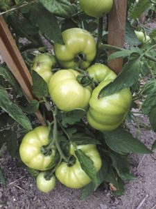 West End News - Nancy Dorrans Accidental Gardener - tomatoes in the garden