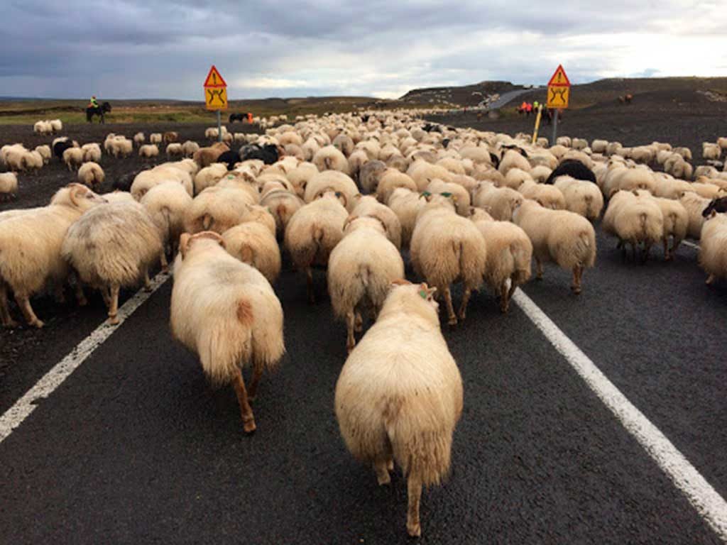 West End News - Sheep blocking road in Iceland