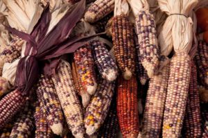 West End News - agriculture - Fall - corn
