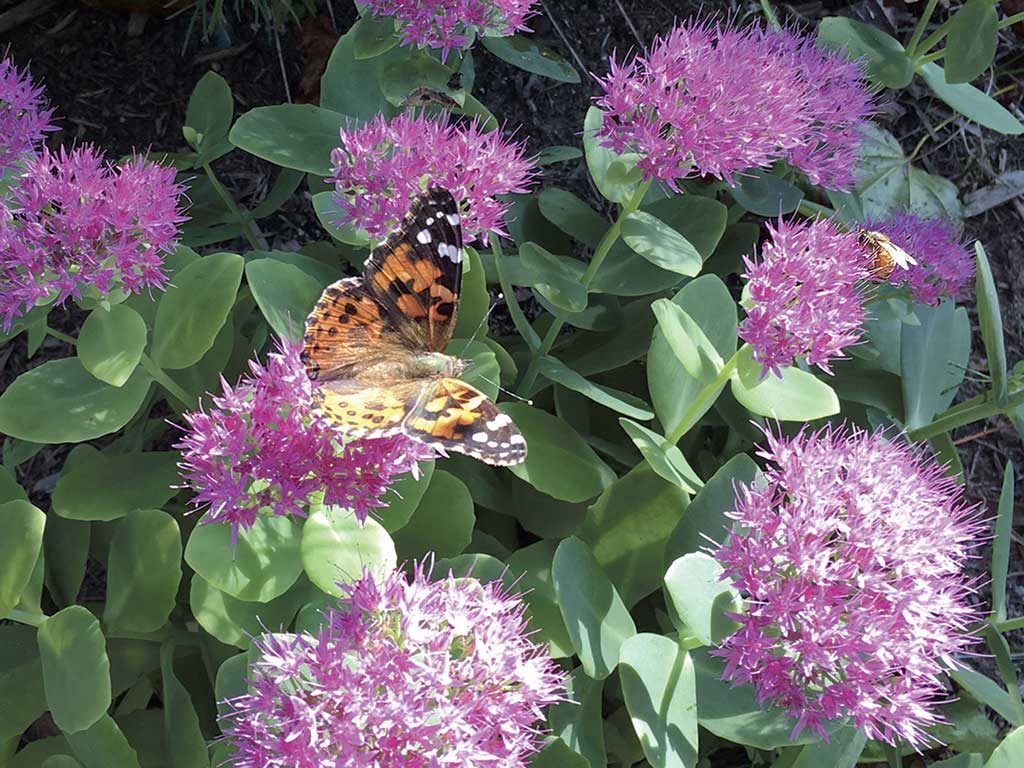 West End News - Organic Lawn & Garden - Butterfly and Bee