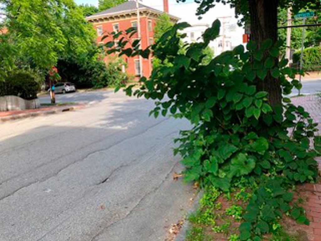 West End News - Invasive Plants - Knotweed growing on Winter St. -Photo by Kent Redford