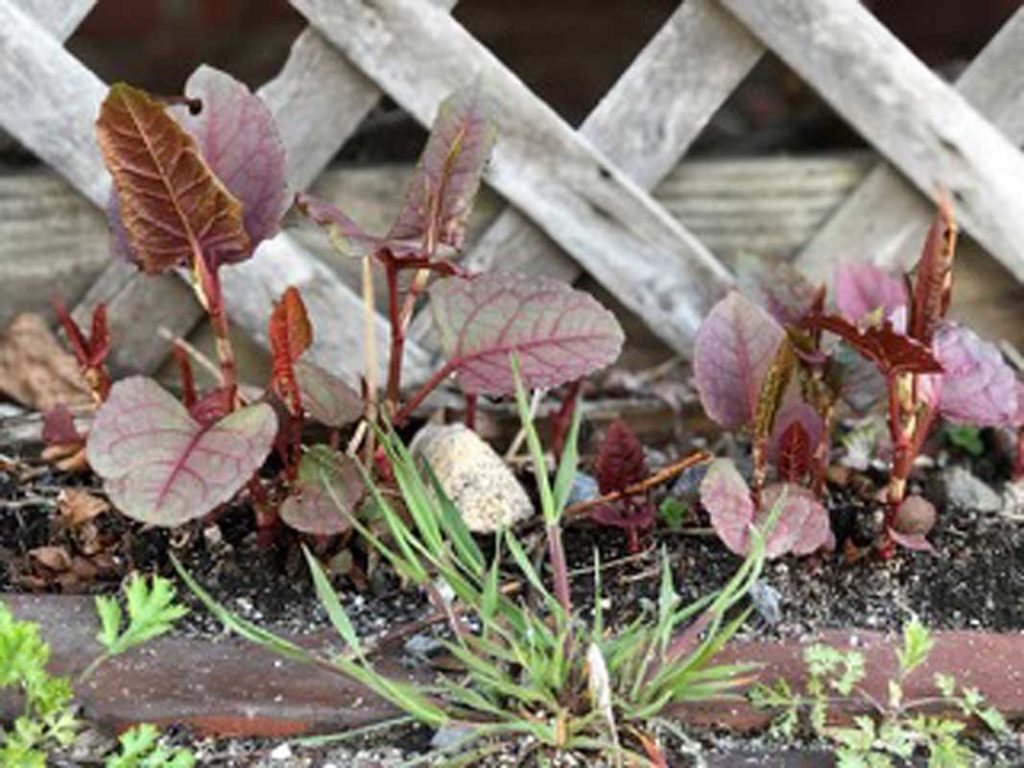 West End News - Invasive Plants - Knotweed sprouts - By Kent Redford