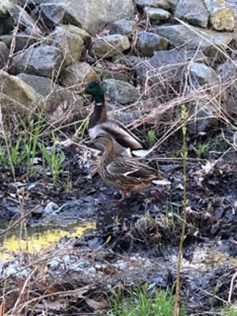 West End News - Growing Harbor View Park - Mallards at Harbor View Park - Photo by Kent Redford