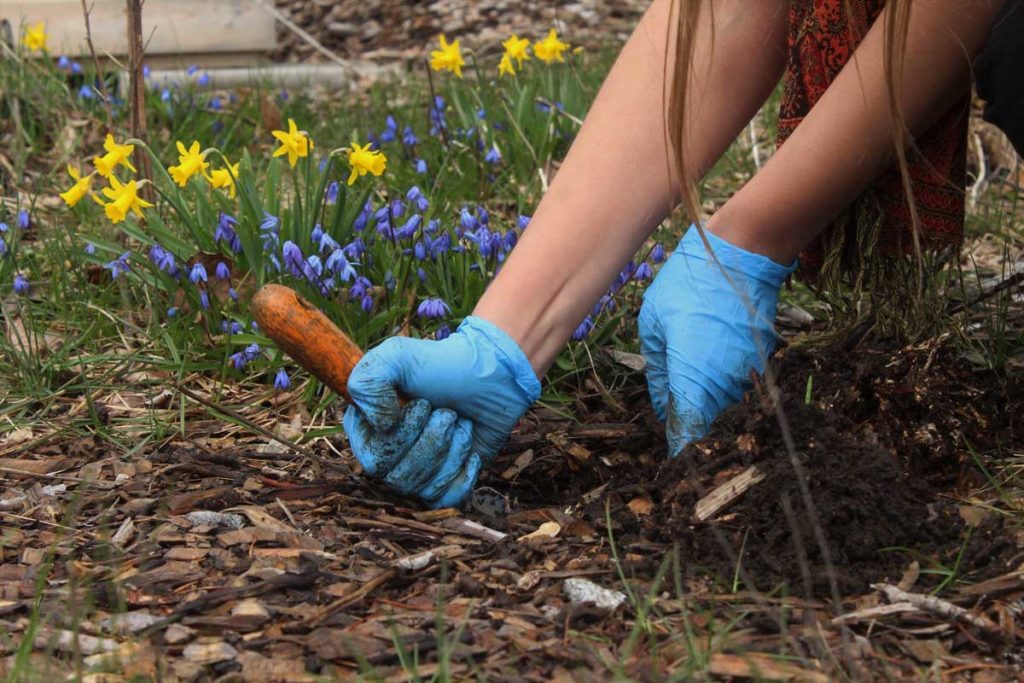 West End News - Soil Lead awareness - garden test sample being taken