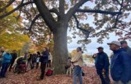 Preserving the Forest City with the Heritage Tree Ordinance