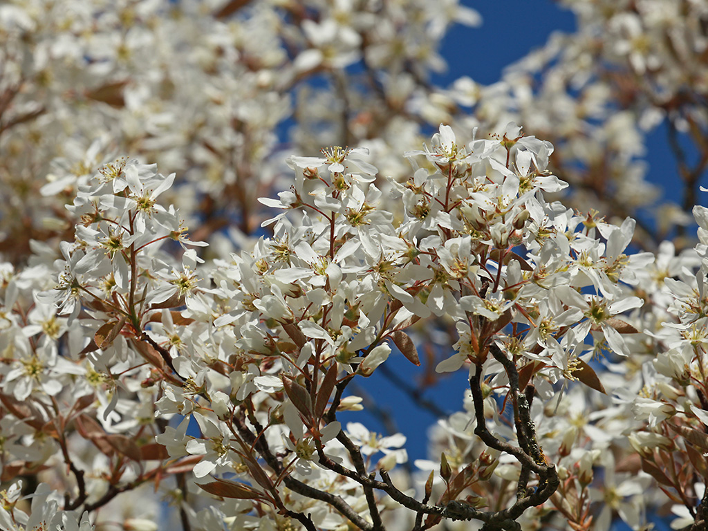 Serviceberry (Amelanchier canadensis) in flower