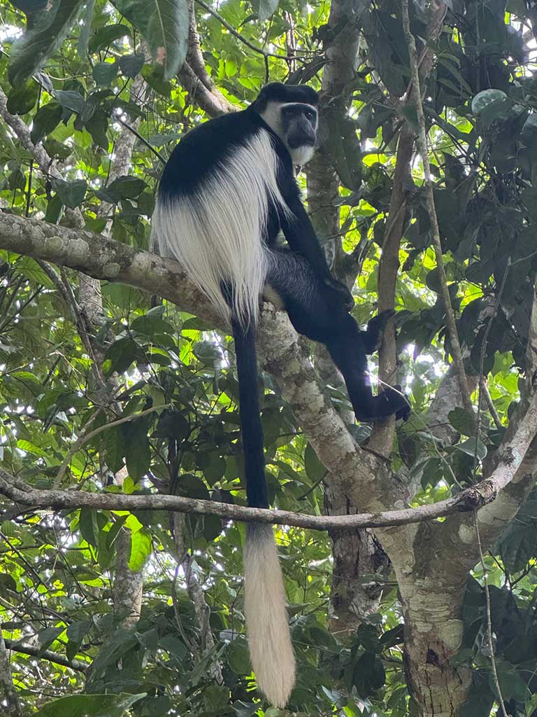 black-and-white colobus monkey