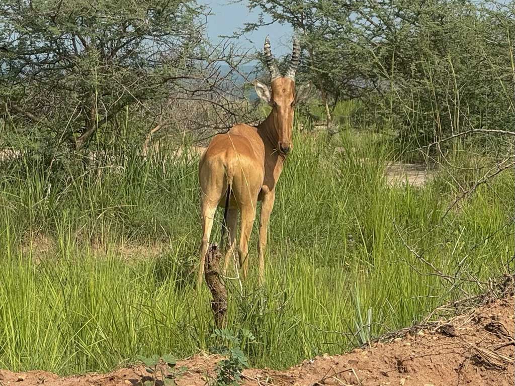 Jackson's Hartebeest, a type of antelope
