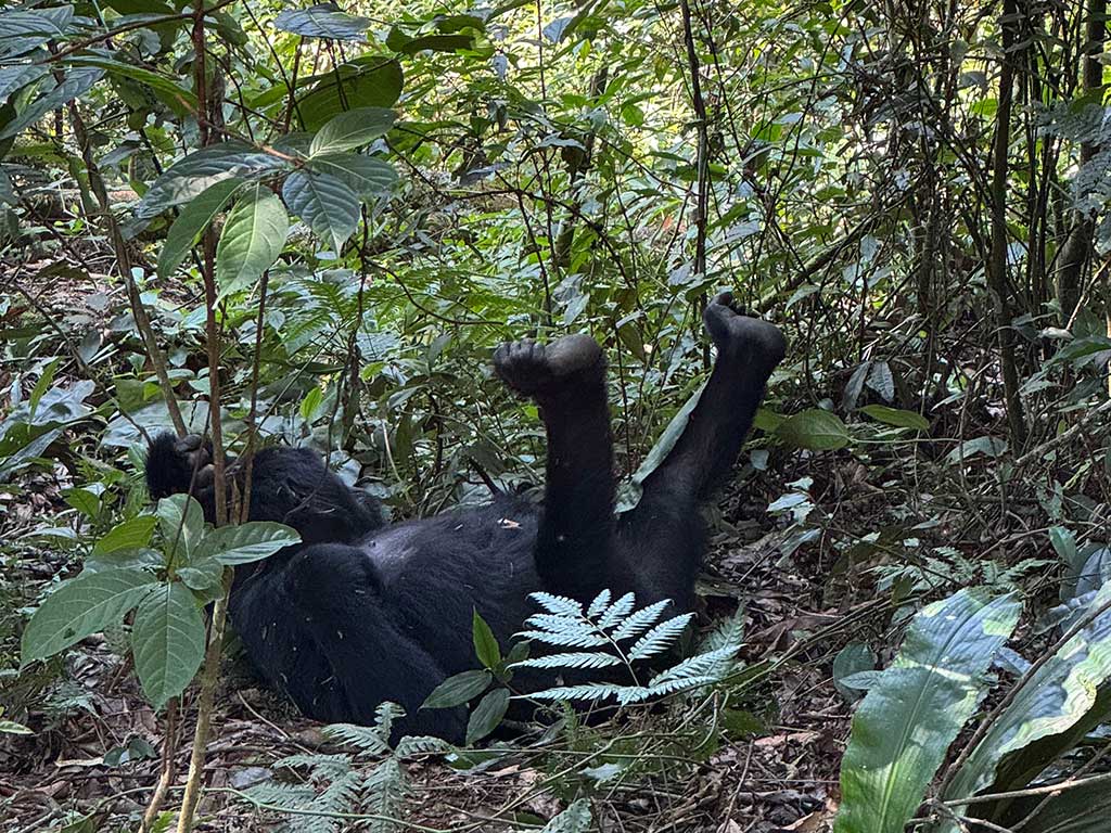 Mountain gorilla in jungle