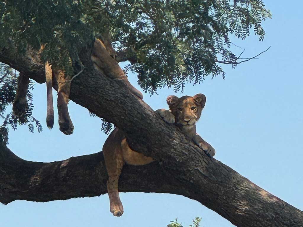 Lion cubs on safari in southern Uganda