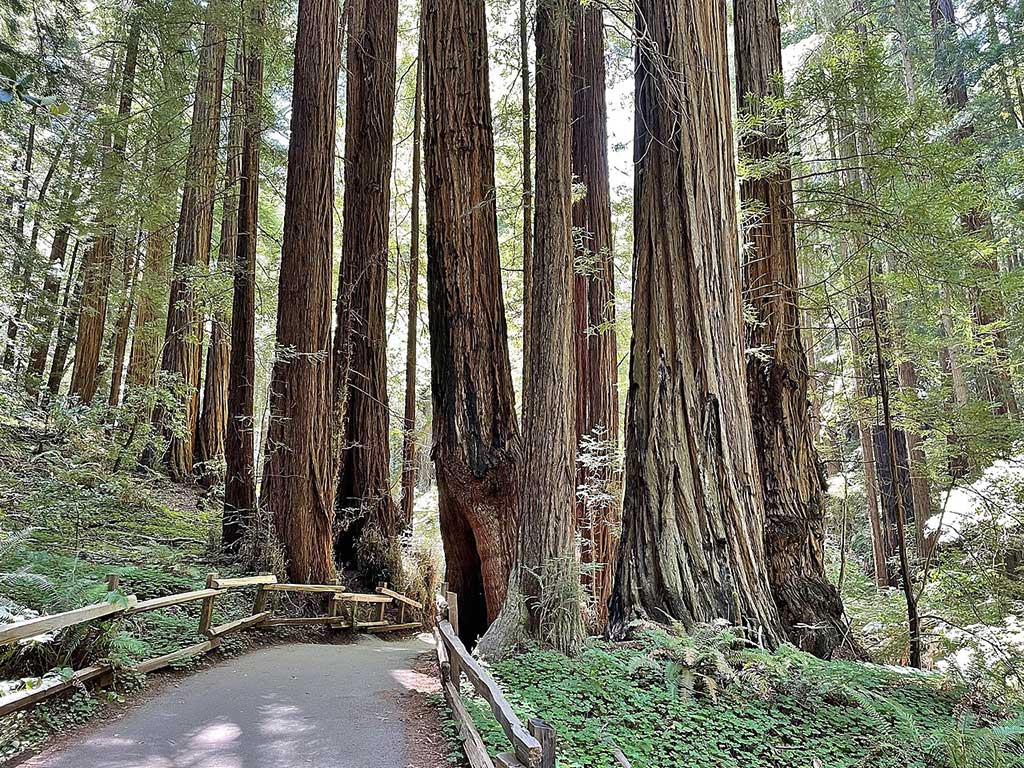 Muir Woods Path through Redwoods by Marty Aligata