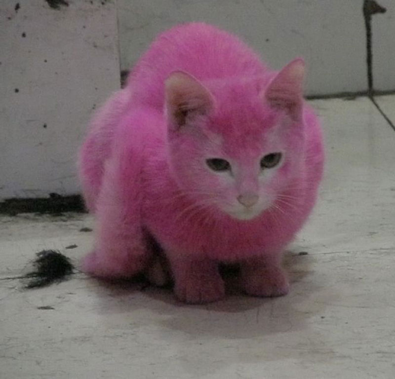 Pink cat