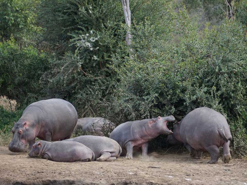 Hippos