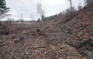 CLEAR CUTTING THE WESTERN WATERFRONT