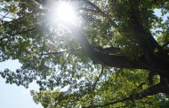 LA VIDA LOCAL- IRREGULAR NOTES ON WEST END LIFE: TREES