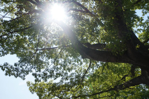 West End News - Pesticide Ordinance - Tree in Lincoln Park, 2015.