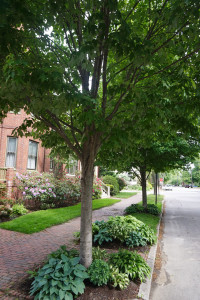 Fast-growing Karpick Maples in front of 44 Neal St were planted by resident Anne Pringle in collaboration with the City's Tree Co-Op program.