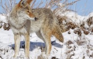 Newsy Musings: Coyotes in the City